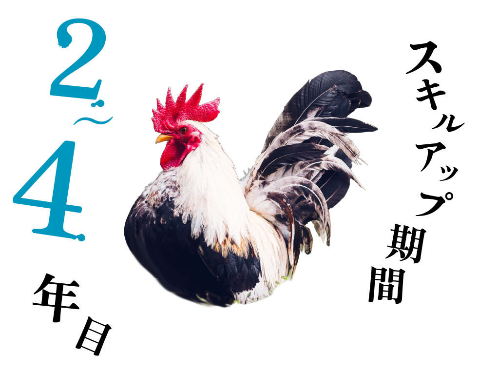 2～4年目スキルアップ期間